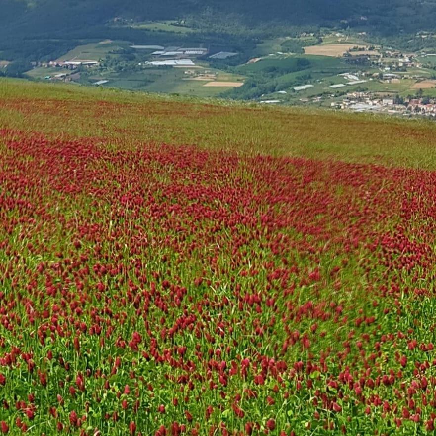 Aux Capitelles De Laureヴィラ エクステリア 写真